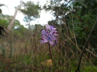 Orchidea selvatica