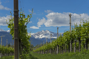 Obraz premium mountain snow berg schnee gipfel natur nature landscape landschaft no people day italy italien südtirol alto adige wine wein 