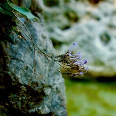 Naturaleza de rio