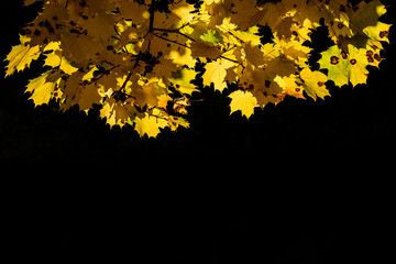 Yellow leaves of autumn maple on a black background.
