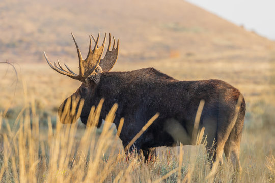 Bull Shiras Moose in Wyoming in Fall