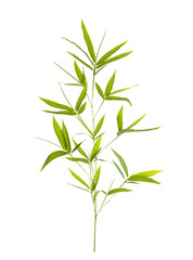 Naklejka premium Bamboo leaves isolated on white background