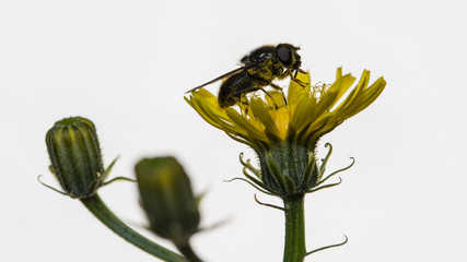 Fliege auf gelber Blume © AL-U-MA