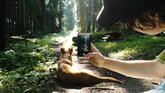 Tourist man photographs and takes a picture a stray dog on a smartphone in the forest