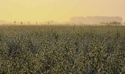 farmland dawn