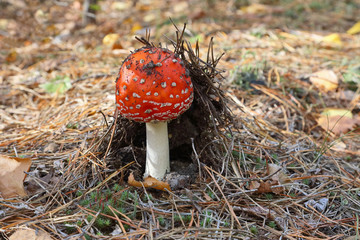 Amanita poisonous mushroom grows in the forest.
