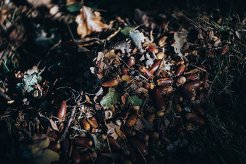 acorns on the ground