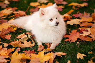 Naklejka na ściany i meble Cute white spitz dog in autumn leaves