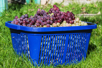 Basket with a harvest of ripe grapes