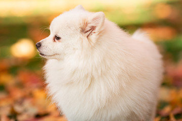 Cute white spitz dog in autumn leaves