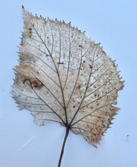 Silueta de una hoja otoñal