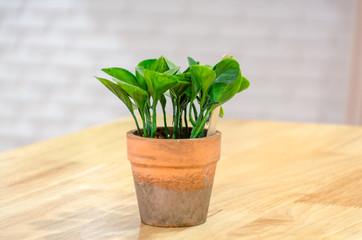 Close-up of Potted Plants on wooden table in coffee shop.