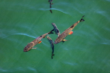 Sunny day. Big chubs swim in fresh water pond