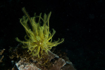 Obraz premium Lirio de mar amarillo