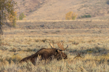 Fototapeta premium Bull Shiras Moose in Wyoming in Fall
