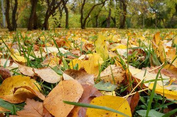 Autumn leaves in park