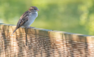 sparrow on fence