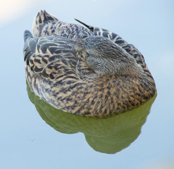 duck on the pond