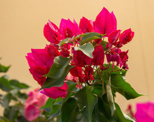 bouquet of red blossoms