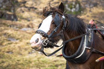 Irish Horses 02