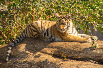 kitten of ussurian tiger
