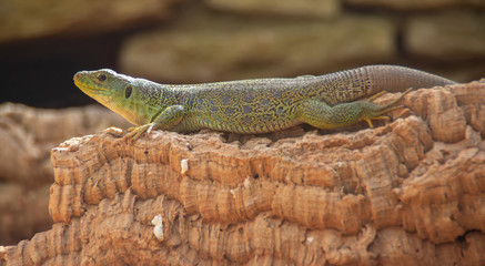 lizard on a rock