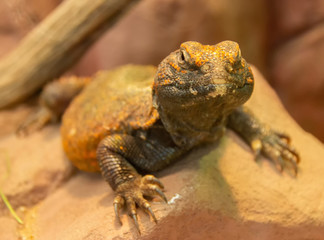 spiny-tailed lizard looking into lens