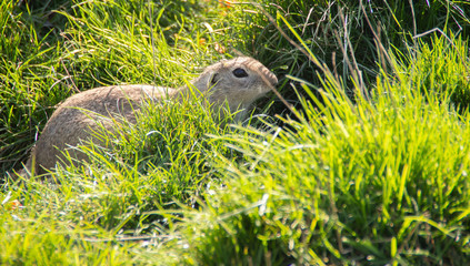 european ground squirrel, in grass