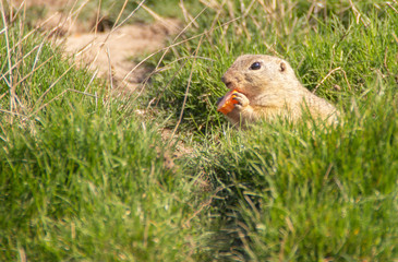 Naklejka na ściany i meble European ground squirrel eating in grass