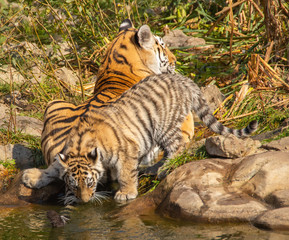 drinking kitten of ussurian tiger and its mother