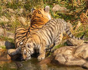 ussurian tiger with its kitten 