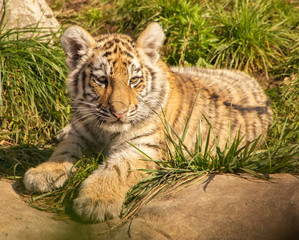 kitten of ussurian tiger
