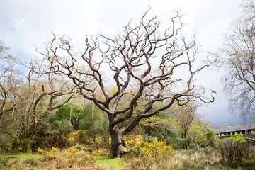 Irish Trees 