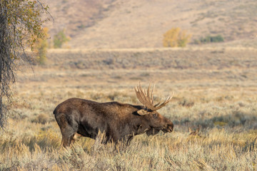 Naklejka na ściany i meble Bull Shiras Moose in Wyoming in Fall