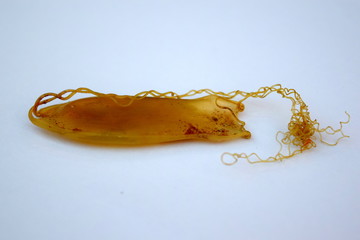 Mermaids purse