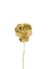 Gold flower on a white background