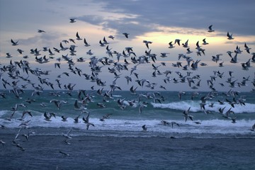 Birds fly over the sea