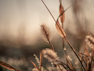 natur © CFFotografie