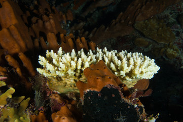 Arrecife indonesio