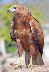 beautiful mountain eagle