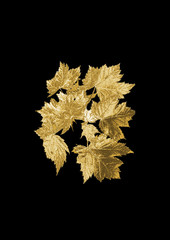 Gold flower on a Black background 