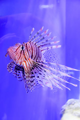 Lion Fish