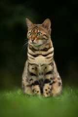 Bengal Cat Outdoor