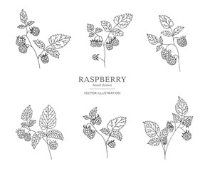 Hand drawn raspberry branches