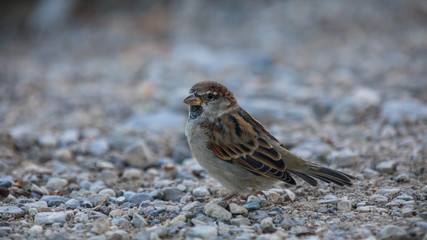 Spatz am Boden