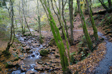 Stream flowing through the stone rocks in autumn. Natural background.