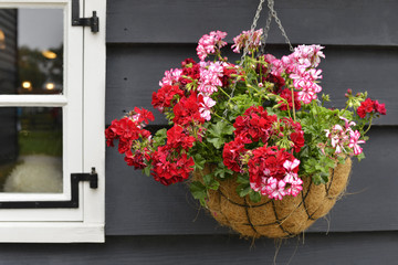 Fototapeta na wymiar A flowerpot with red flowers on a background of a gray wooden house