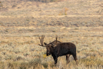 Bull Shiras Moose in Wyoming in Fall