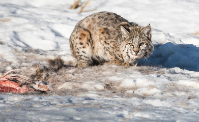 Bobcat in the winter