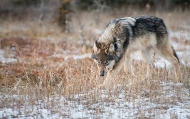 Grey wolf